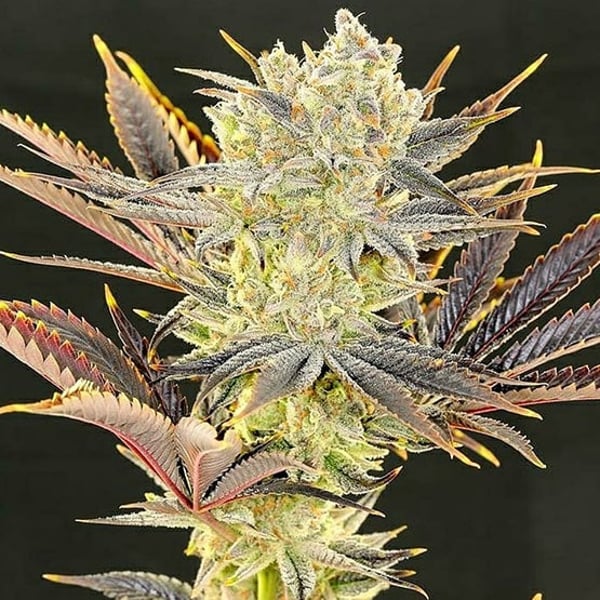 Citradelic Sunset Ethos Genetics cannabis seeds