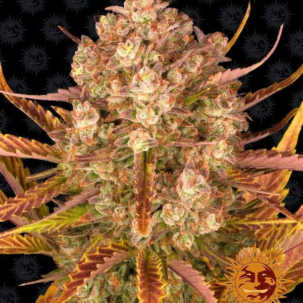 Dos Si Dos Auto Barney's Farm cannabisfrø skunkfrø