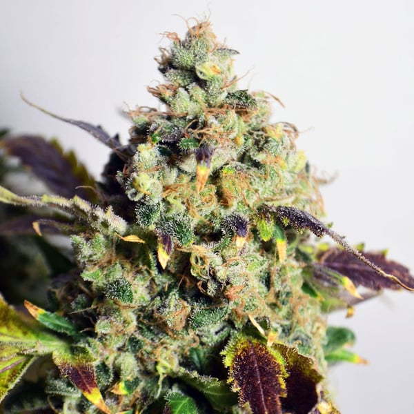DC Kush Doctor's Choice cannabisfrø