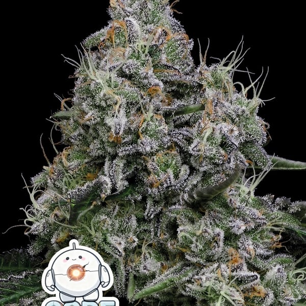 Core Damage Anesia Seeds cannabis seeds
