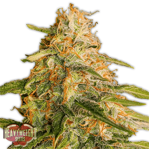 Tropic Punch Heavyweight Seeds cannabisfrø