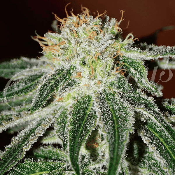 Black Russian Delicious Seeds cannabisfrø