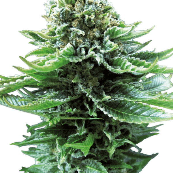 Cannabisfrø Sensi Northern Lights Automatic