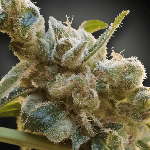 CBDRelax Paradise Seeds (2)