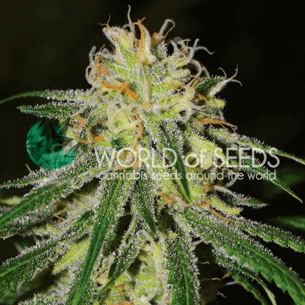 Amnesia Early Harvest World of Seeds cannabisfrø