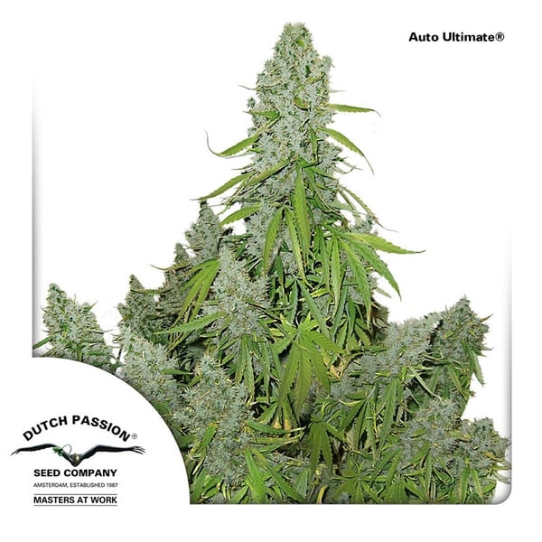 AutoUlltimate-Dutch-Passion cannabisfrø