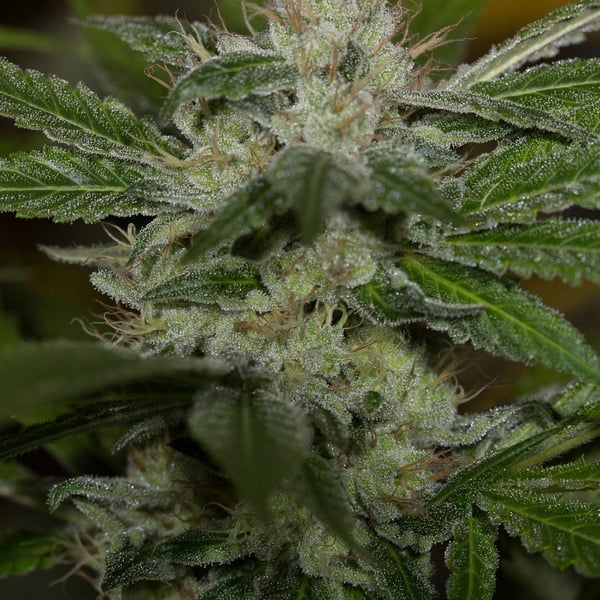 Chemdawg Nordland Seeds cannabisfrø skunkfrø