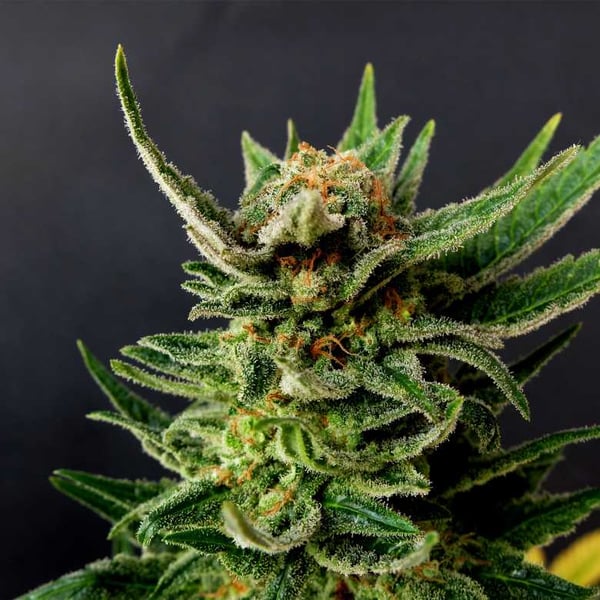 Gypsy Kush Kannabia skunkfrø cannabisfrø