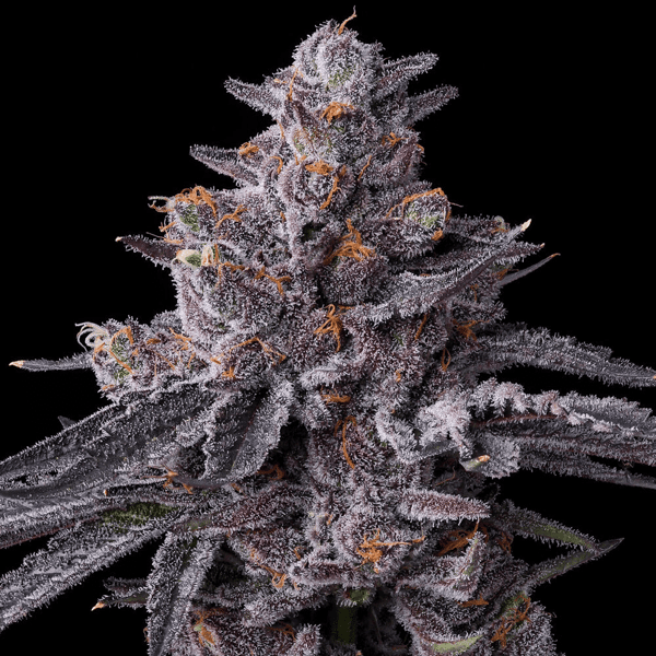 Zillions Barneys Farm cannabisfrø