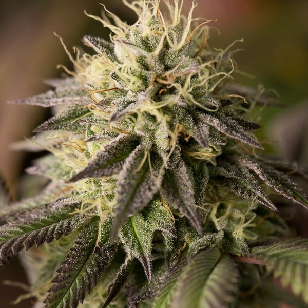 Pink Runtz Auto Nordland Seeds cannabisfrø