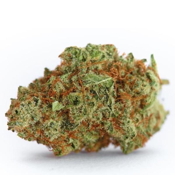 Monsterbud Growers Choice cannabisfrø