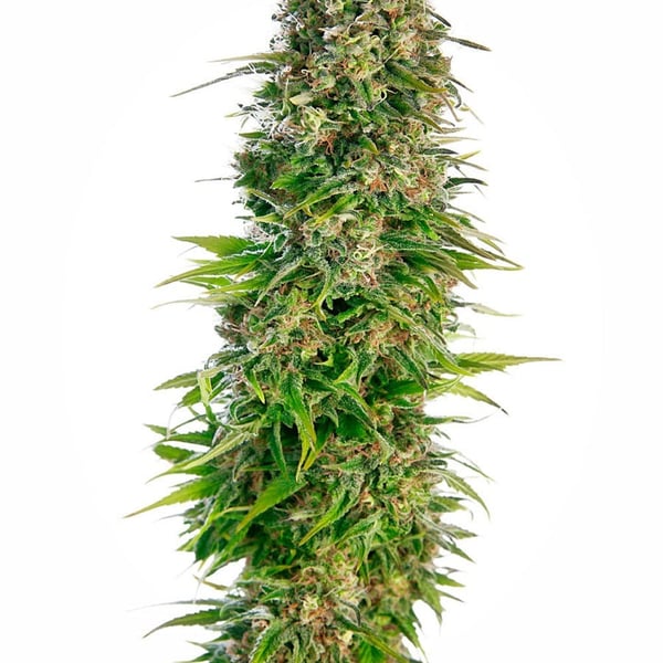Cannabisfrø hindu kush autoflowering