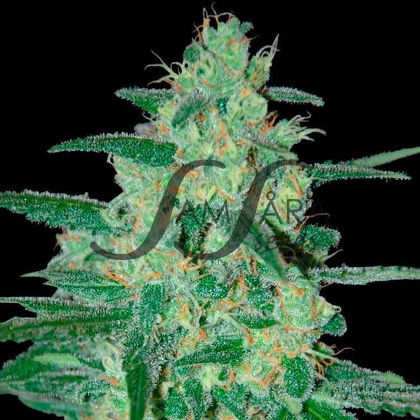 Holy Grail 69 Samsåra Seeds cannabis seeds
