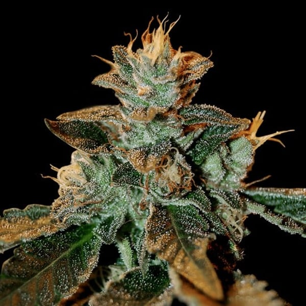 Cannabisfrø dna genetics cataract kush
