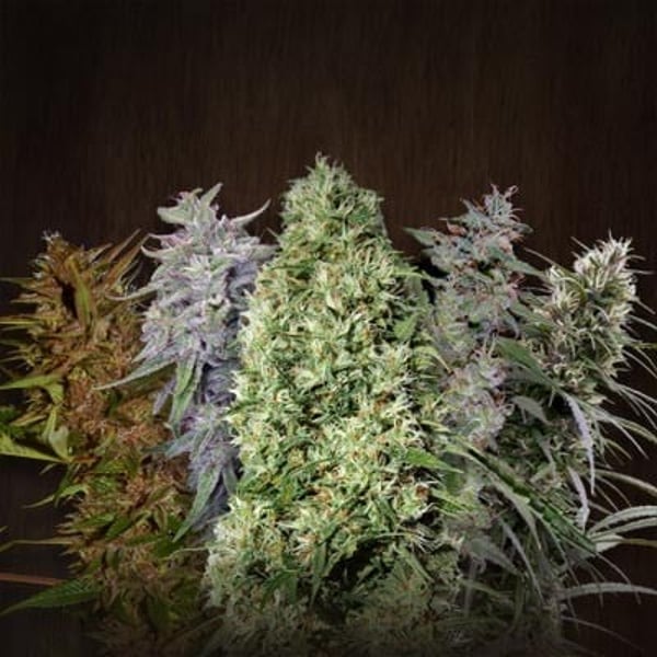 ACE Mix Feminized Ace Seeds cannabisfrø