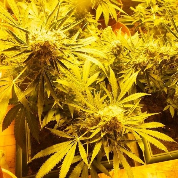 CBD Indica Mix cannabisfrø