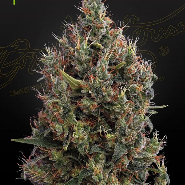 Big Bang Auto Greenhouse Seed Company cannabisfrø