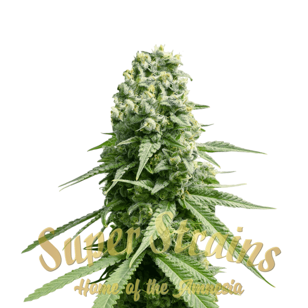 Amnesia Super Strains cannabisfrø