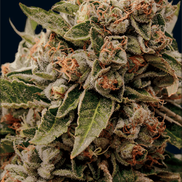 Lamb’s Breath x AK-49 Vision Seeds cannabisfrø