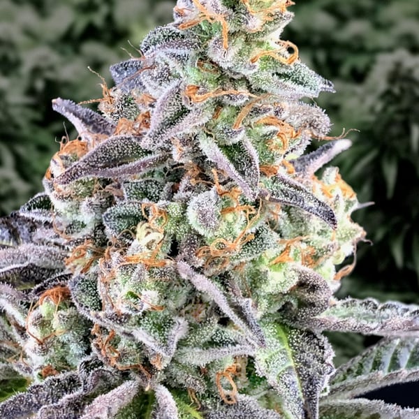 Cherry Pie Auto High Speed Buds cannabisfrø