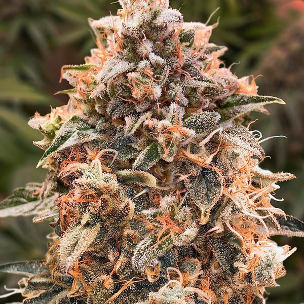 Super Glue #4 Auto High Speed Buds cannabisfrø