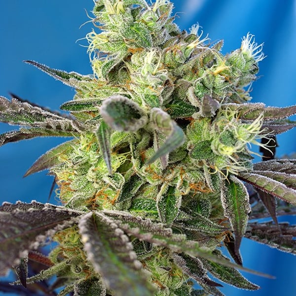 Do-Sweet-Dos Sweet Seeds cannabisfrø