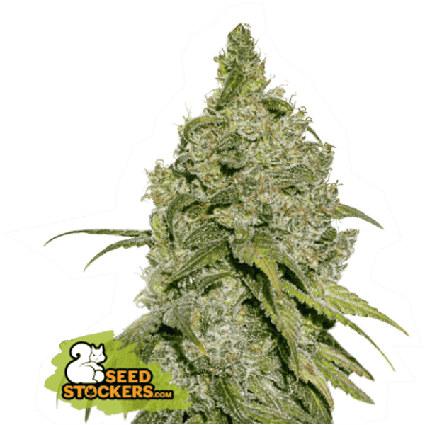 DO SI DOS FEM seedstockers cannabis frøbank