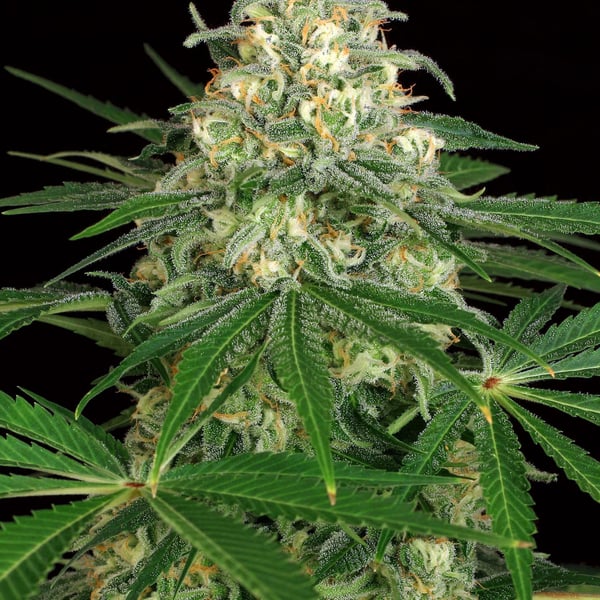 Z & Z Auto Exotic Seed cannabisfrø