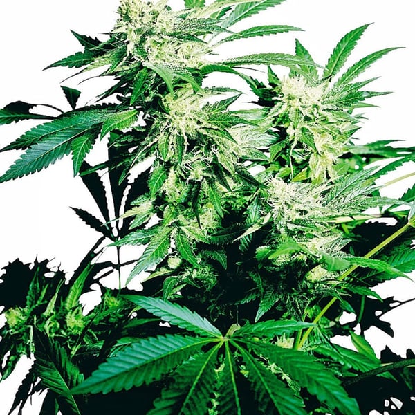 Skunkfrø Skunk Kush Sensi