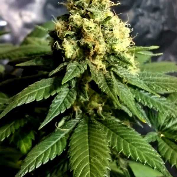 CBD Divine CBD Crew cannabisfrø