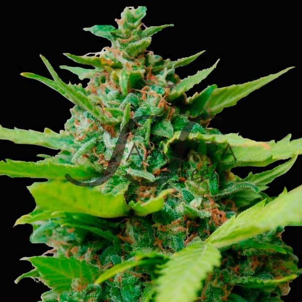 Kiss Dragon Samsåra Seeds cannabis seeds