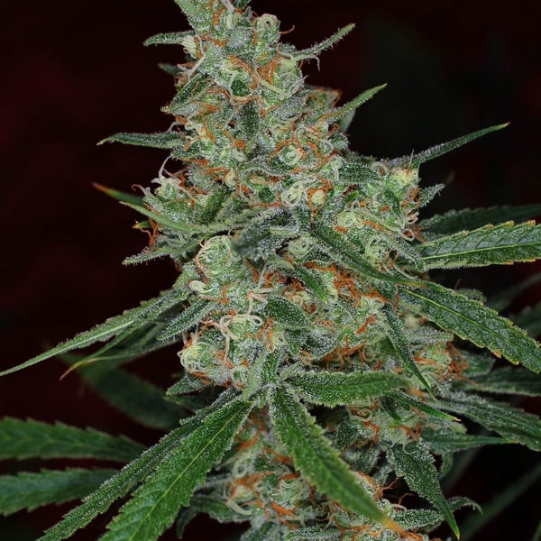 Agent Orange Nordland Seeds cannabisfrø