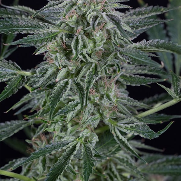 Critical Jack Autoflowering Silent Seeds cannabisfrø