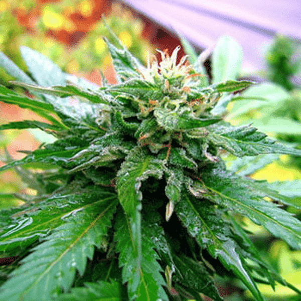 California Special K.C. Brains Seeds cannabisfrø