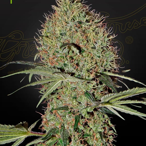 Super Bud Auto Greenhouse Seed Company cannabisfrø