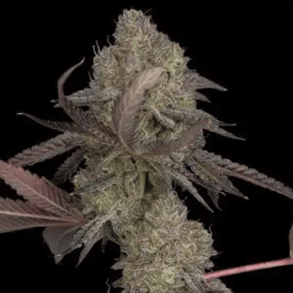 DNA Cake DNA Genetics cannabisfrø