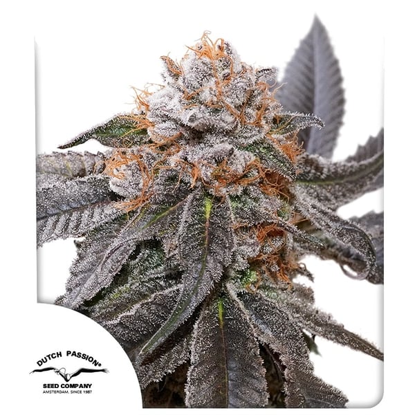 Blue Zushi Dutch Passion cannabis seeds
