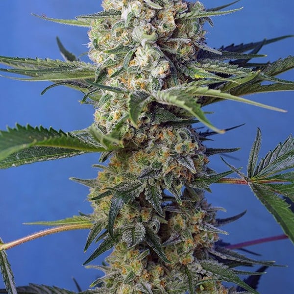Crystal Candy F1 Fast Version Sweet Seeds cannabisfrø