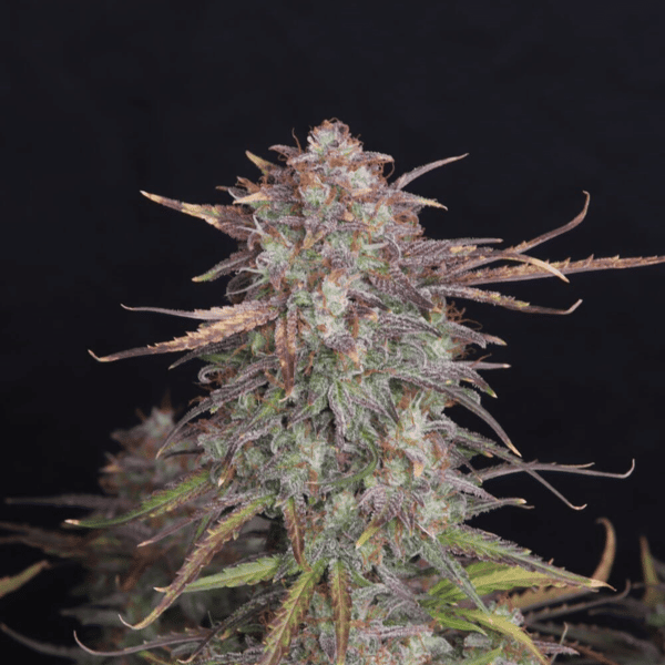banana-kush-autoflower-froe-1