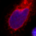 The first most similar cell to the selected cell.