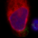 The second most similar cell to the selected cell.