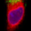 The third most similar cell to the selected cell.