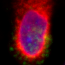 The fourth most similar cell to the selected cell.