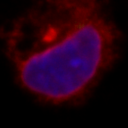 The fifth most similar cell to the selected cell.