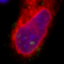 The sixth most similar cell to the selected cell.