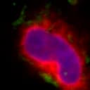 An individual cell identified within the broader field of view.