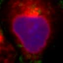 An individual cell identified within the broader field of view.