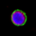 An individual cell identified within the broader field of view.