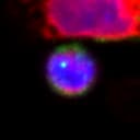 An individual cell identified within the broader field of view.