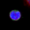 An individual cell identified within the broader field of view.